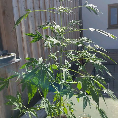 Auto Candy Bubatz XL  growlog timeline photo