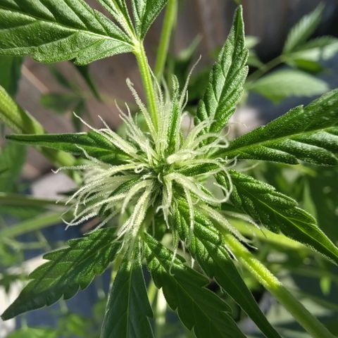 Auto Candy Bubatz XL  growlog timeline photo