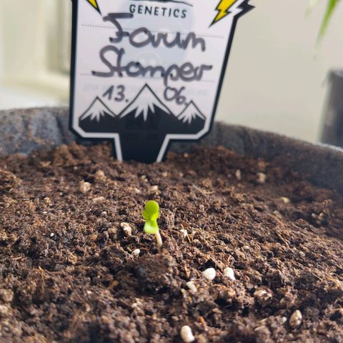 Forum Stomper growlog timeline photo