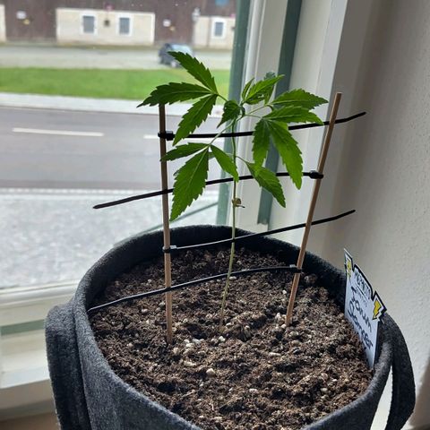 Forum Stomper growlog timeline photo