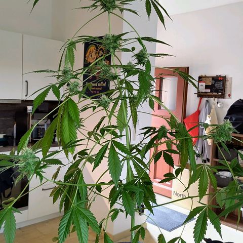 Auto Candy Bubatz XL  growlog timeline photo