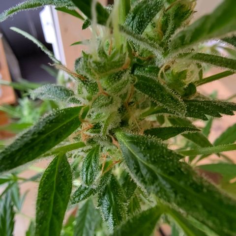 Auto Candy Bubatz XL  growlog timeline photo