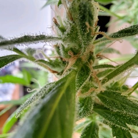 Auto Candy Bubatz XL  growlog timeline photo