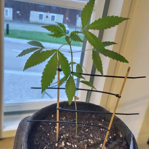 Forum Stomper growlog timeline photo