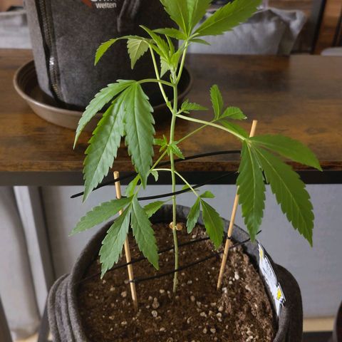 Forum Stomper growlog timeline photo