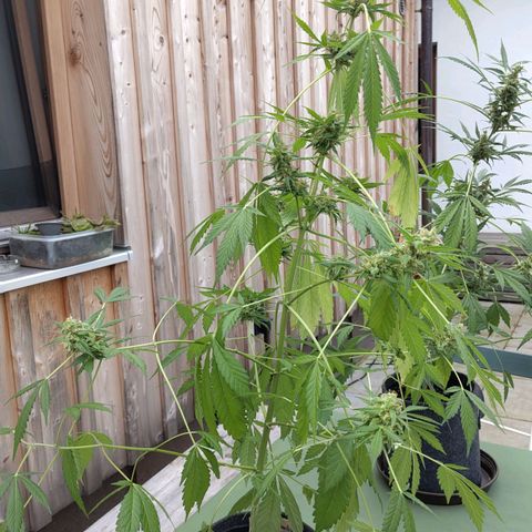 Auto Candy Bubatz XL  growlog timeline photo