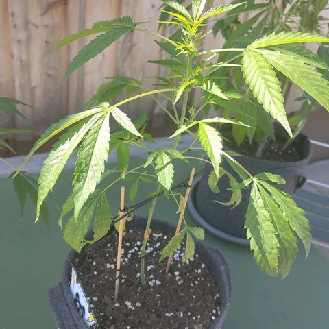 Forum Stomper growlog timeline photo