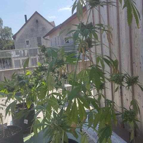 Auto Candy Bubatz XL  growlog timeline photo