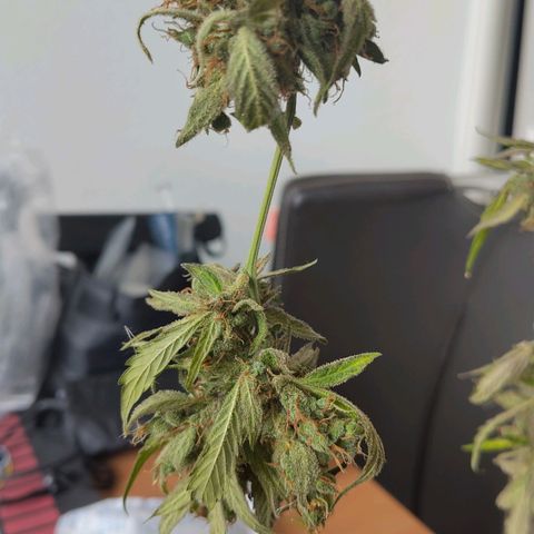 Auto Candy Bubatz XL  growlog timeline photo