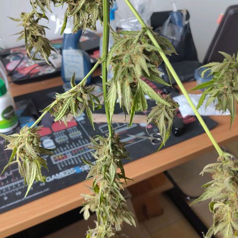 Auto Candy Bubatz XL  growlog timeline photo