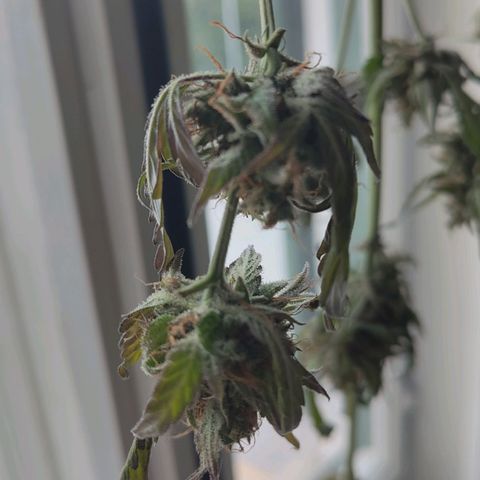 Auto Candy Bubatz XL  growlog timeline photo