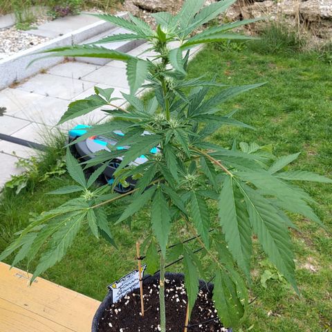 Forum Stomper growlog timeline photo
