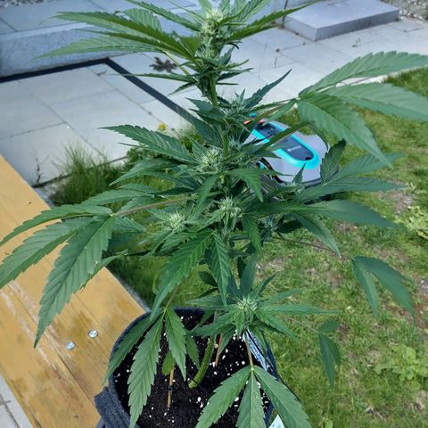 Forum Stomper growlog timeline photo