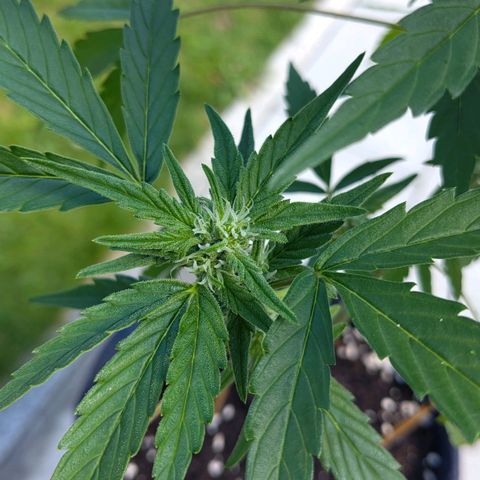 Forum Stomper growlog timeline photo