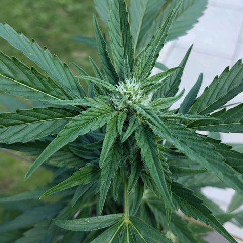 Forum Stomper growlog timeline photo