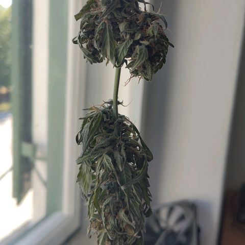 Auto Candy Bubatz XL  growlog timeline photo