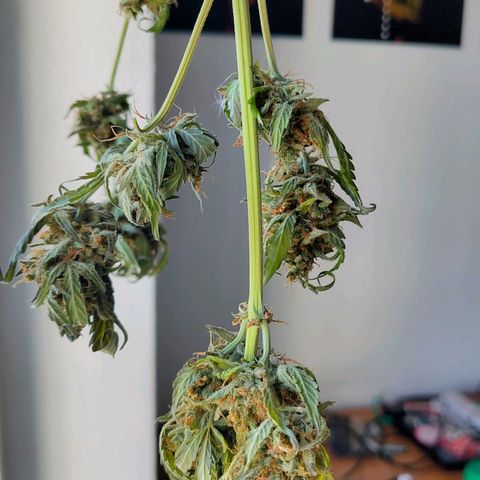 Auto Candy Bubatz XL  growlog timeline photo