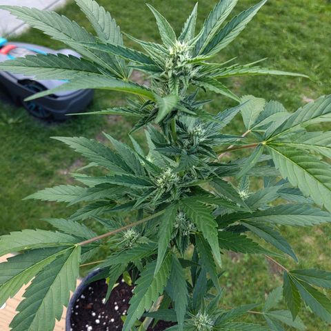 Forum Stomper growlog timeline photo