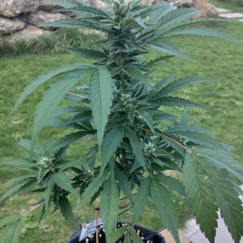 Forum Stomper growlog timeline photo