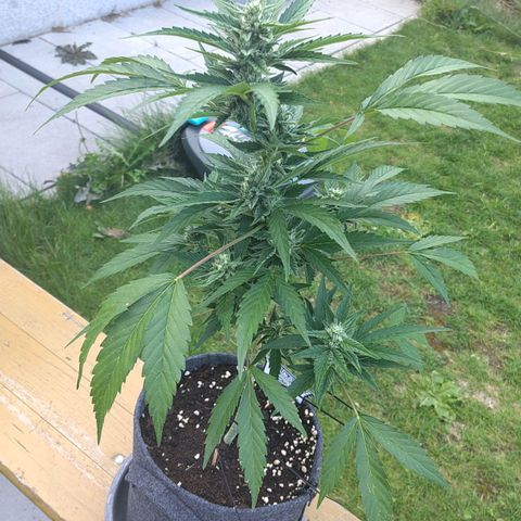 Forum Stomper growlog timeline photo