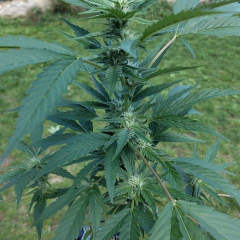 Forum Stomper growlog timeline photo