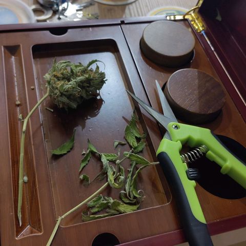 Auto Candy Bubatz XL  growlog timeline photo