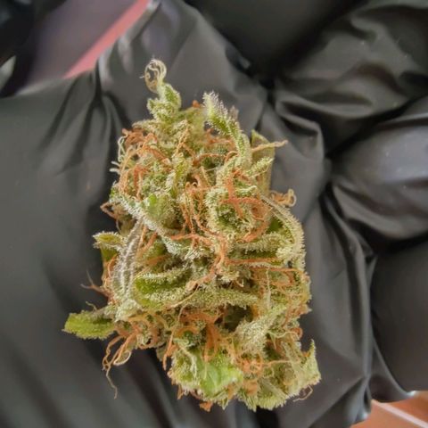 Auto Candy Bubatz XL  growlog timeline photo