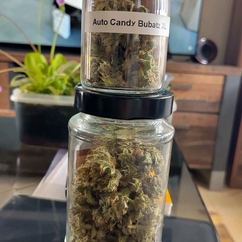 Auto Candy Bubatz XL  growlog timeline photo
