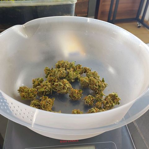 Auto Candy Bubatz XL  growlog timeline photo