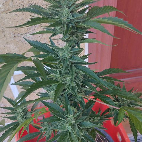 Forum Stomper growlog timeline photo