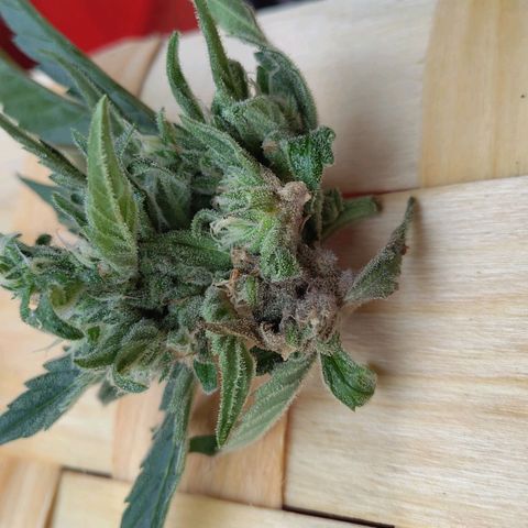 Forum Stomper growlog timeline photo