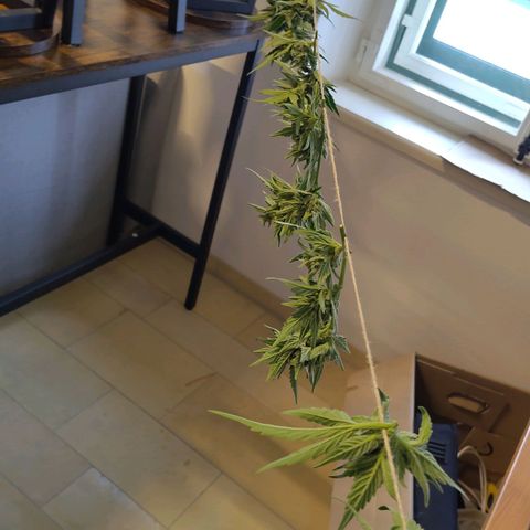 Forum Stomper growlog timeline photo