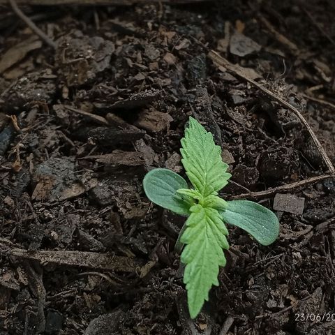 GOLO growlog timeline photo
