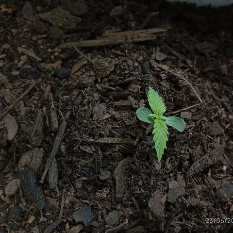 GOLO growlog timeline photo