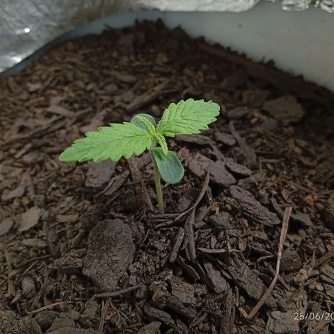GOLO growlog timeline photo
