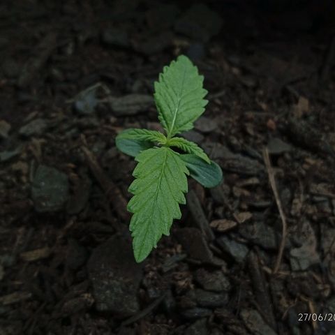 GOLO growlog timeline photo