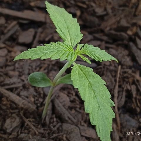 GOLO growlog timeline photo