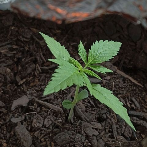 GOLO growlog timeline photo