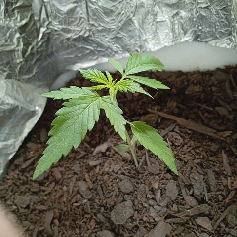GOLO growlog timeline photo