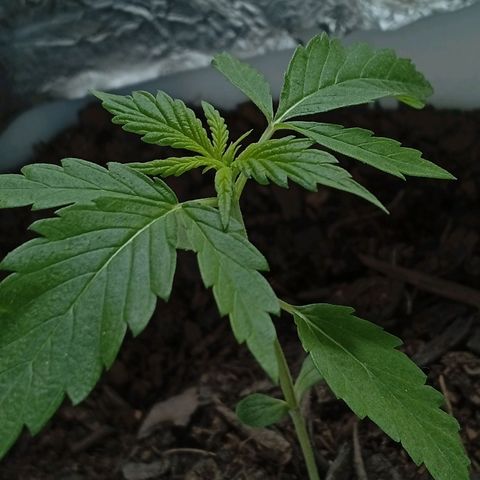 GOLO growlog timeline photo