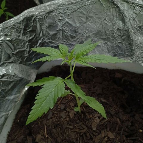 GOLO growlog timeline photo