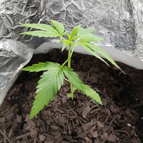 GOLO growlog timeline photo