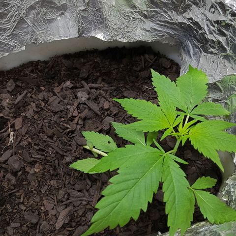 GOLO growlog timeline photo