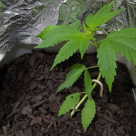 GOLO growlog timeline photo