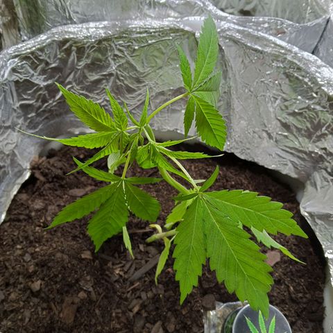 GOLO growlog photo: Poda apical, LST