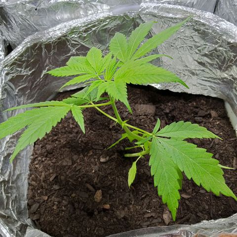 GOLO growlog timeline photo