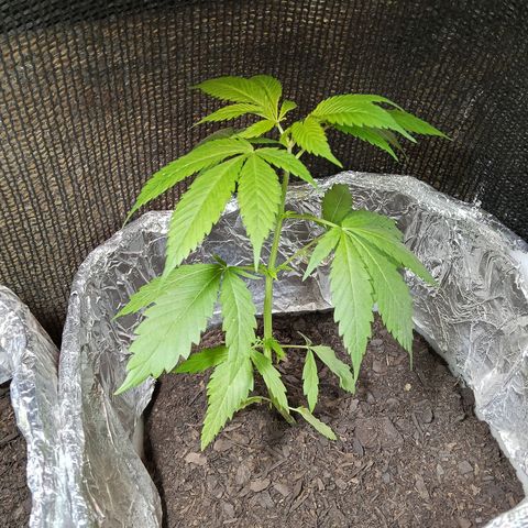 GOLO growlog timeline photo