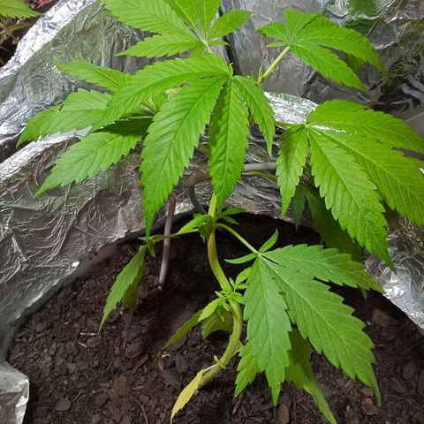 GOLO growlog timeline photo