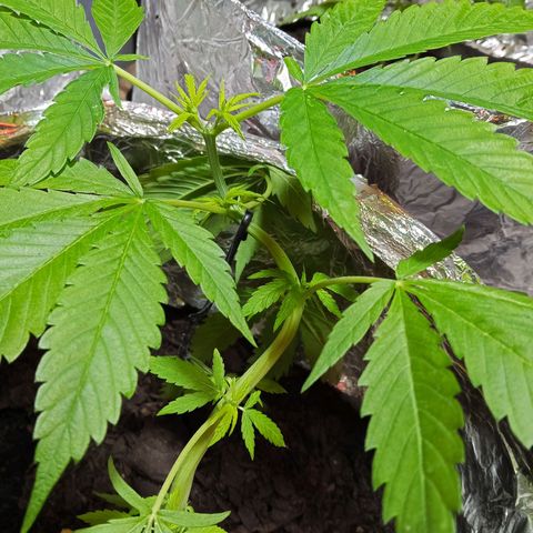 GOLO growlog timeline photo
