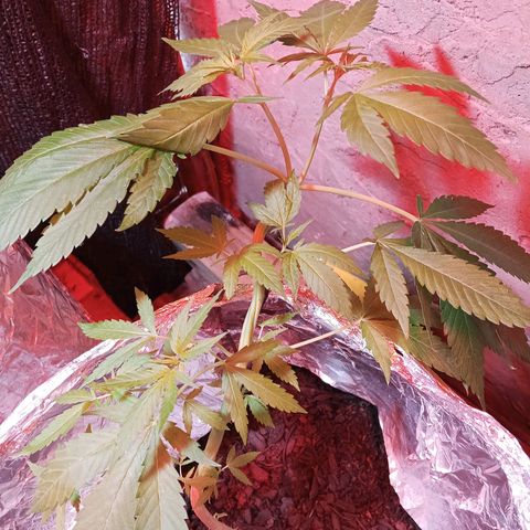 GOLO growlog timeline photo